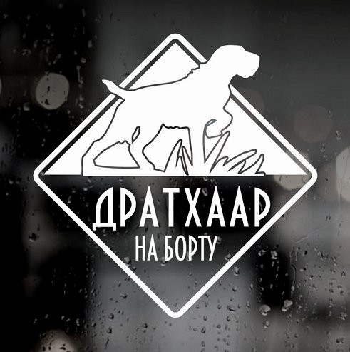 Наклейка собаки на авто - Дратхаар